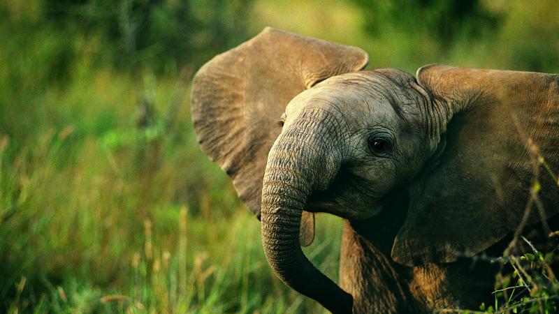 متنزه مودومالاي الوطني جزء من فضاء محمي يؤوي أنواعًا مهددة بالانقراض والفيل الهندي والنمر البنغالي
