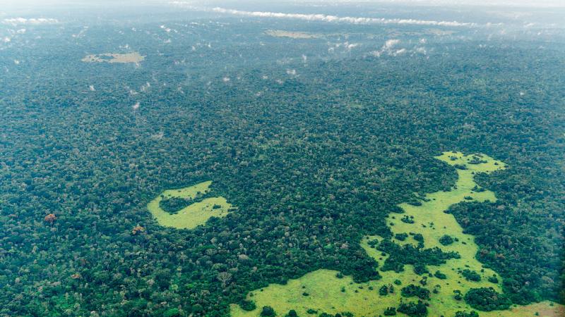 تغطي غابات حوض الكونغو مساحة 3.3 ملايين كيلومتر مربع - غيتي
