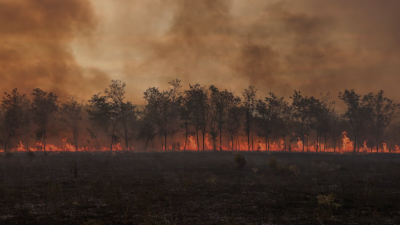 اندلع الحريق أمس السبت وأتى على 417 هكتارا من‭ ‬الأدغال - رويترز