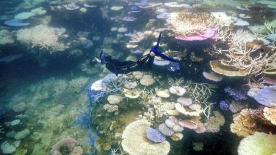 حلقة ابيضاض المرجان الحالية هي الرابعة التي تسجلها وكالة "نوا" منذ العام 1985 - غيتي
