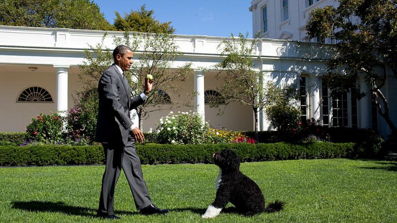 وُلدت كلاب كثيرة في البيت الأبيض بحسب "واشنطن بوست".