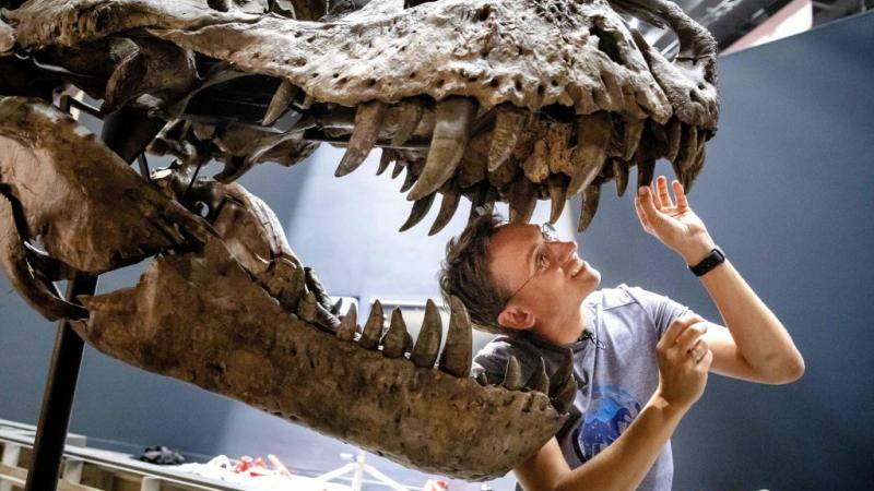 عاش قبل 85 مليون سنة.. الكشف عن جمجمة ديناصور مفترس في الأرجنتين |  التلفزيون العربي