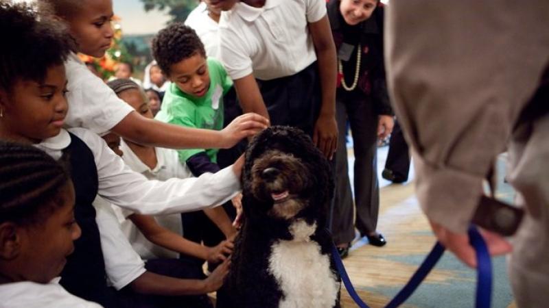 كلب الرئيس أوباما