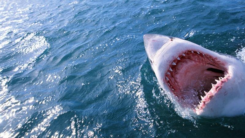 قال المصاب: إن القرش الذي هاجمه يبلغ طوله مترين ( غيتي)
