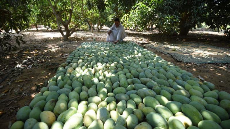 يعد المانغو من أشهر الفواكهة التي تزرعها وتصدّرها مصر (غيتي)