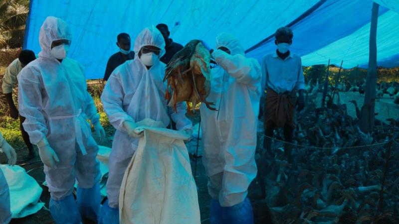 عمال الصحة يقتلون البط بعد اكتشاف سلالة إنفلونزا الطيور في الهند