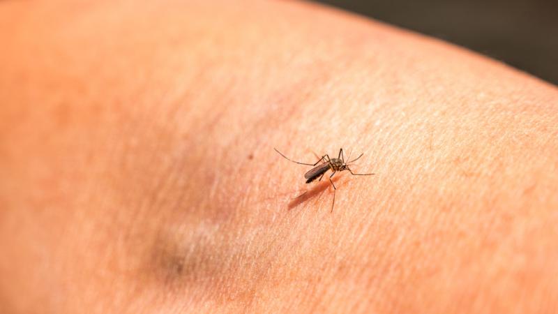 تقتل الملاريا أكثر من 400 ألف شخص كل عام 