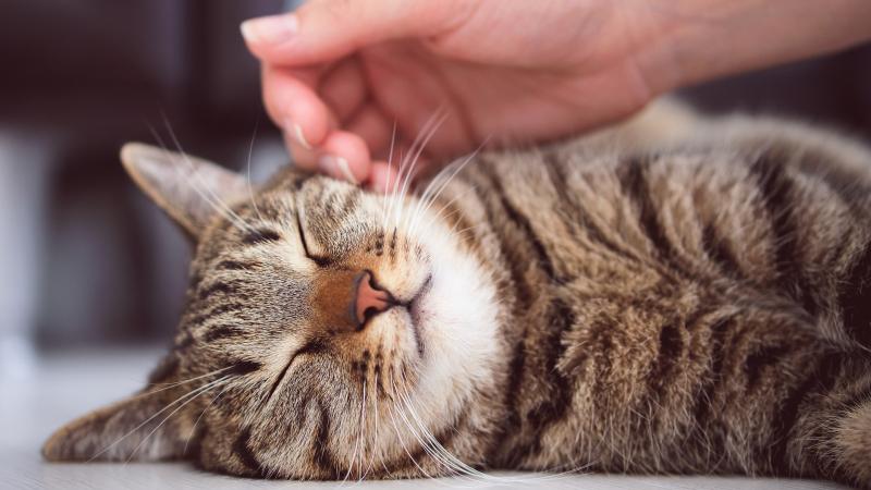 يساعد التطبيق أصحاب القطط لمعرفة ما إذا كانت حيواناتهم تتألم عن طريق سلسلة من الصور (غيتي)
