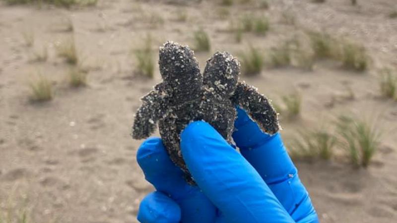 اكتشاف نادر لسلحفاة ذات رأسين متصلين على شاطئ ساوث كارولينا (فيسبوك)