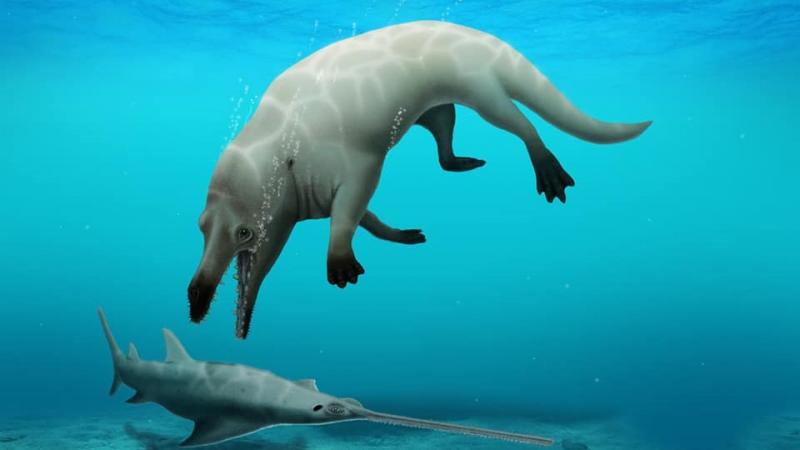 سُمّي الحوت الفريد "فيومسيتس أنوبس".