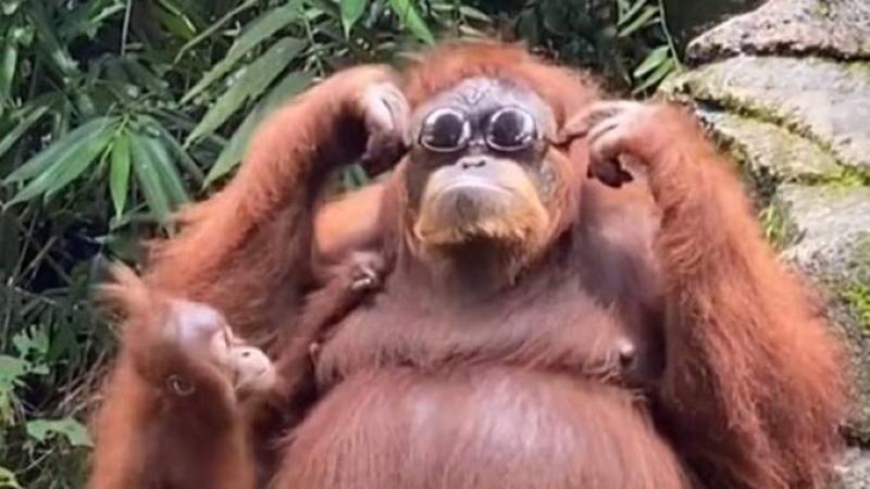 قرد إنسان الغاب يضع نظارة شمسية في حديقة حيوانات في إندونيسيا (تويتر)