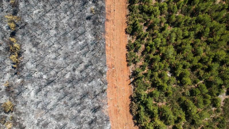 صورة جوية التقطت في 7 أغسطس 2021 وتظهر مسارًا يفصل بين جانب محترق وآخر لم تطله النيران في غابة في منطقة موغلا في تركيا (غيتي)