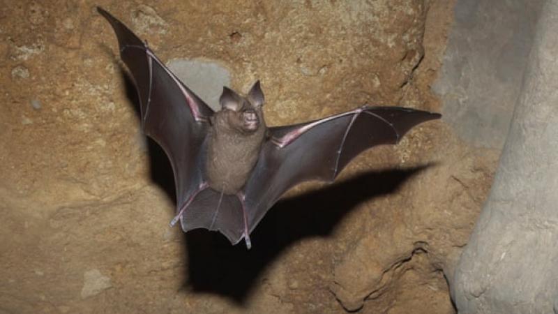 تبين أن الخفافيش في المناخات الدافئة قد زادت من حجم أجنحتها (الغارديان)
