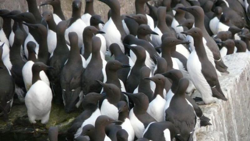 يحقق مركز المملكة المتحدة للبيئة والهيدرولوجيا لمعرفة السبب الدقيق لنفوق هذا العدد الكبير من الطيور (تويتر)