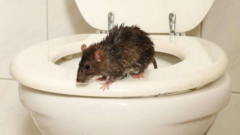 تصل الفئران إلى المنازل عبر أنابيب الصرف الصحي نورويتش (ميترو)