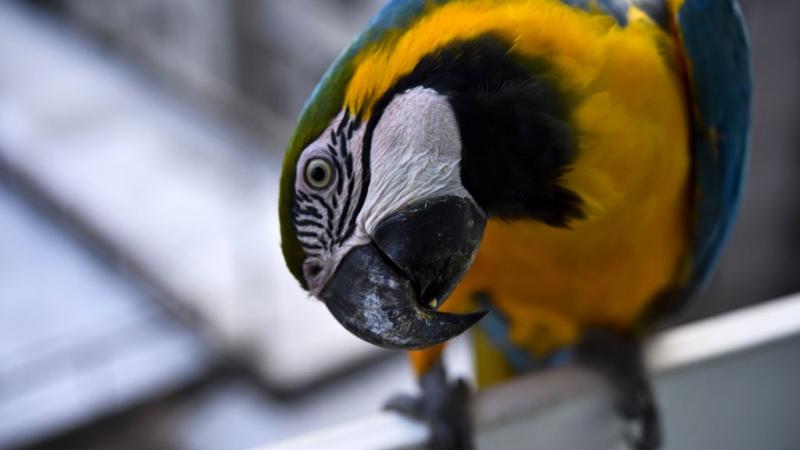 صورة تعبيرية لطائر الببغاء (أرشيف-غيتي)