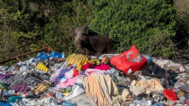تبحث الخنازير البرية في صناديق القمامة بروما بحثًا عن طعام 