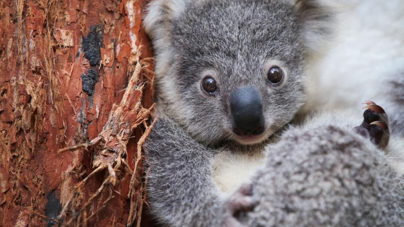 كوالا Spooky Koala