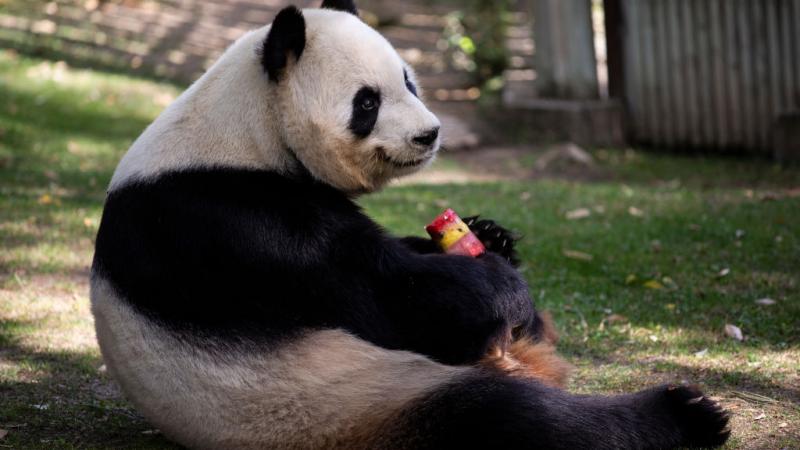 بنغ شينغ دب الباندا في حديقة الحيوانات في مدريد (غيتي)