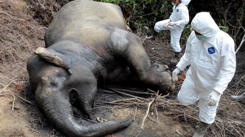 ذبح الصيادون حوالي 90% من الفيلة في موزمبيق