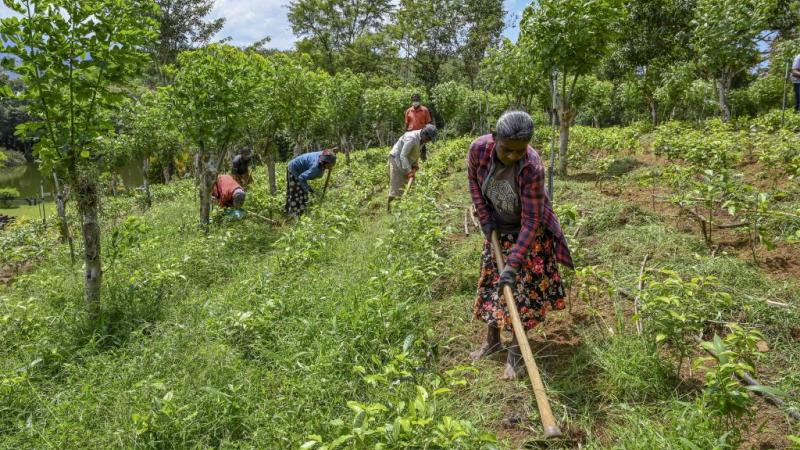 طلبت سريلانكا الأسمدة العضوية من الصين في إطار جهودها لتصبح أول دولة في العالم تمارس الزراعة العضوية (غيتي)