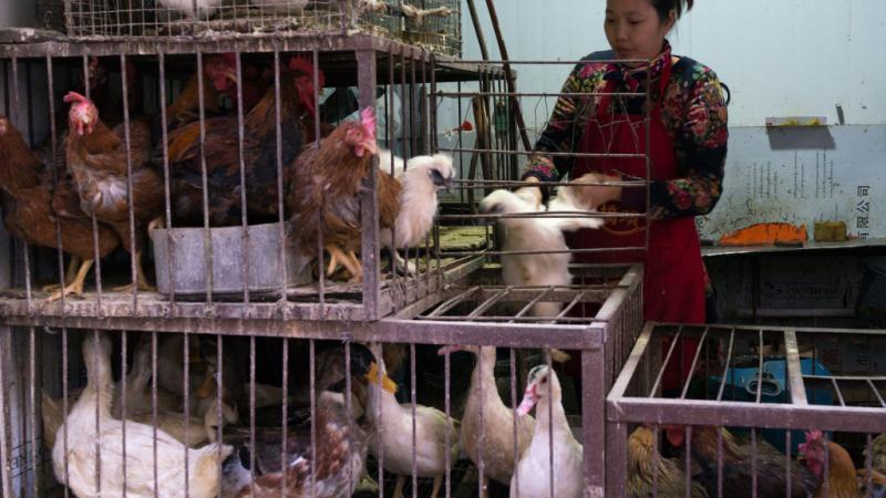 أبلغت الصين منظمة الصحة العالمية بإحدى وعشرين إصابة بشرية بالنوع المتحور (إتش5 إن6) من إنفلونزا الطيور عام 2021 (غيتي)