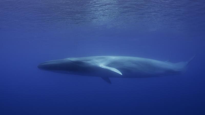 من الممكن أن يصل طول الحوت الأزرق، وهو أكبر من الديناصورات الضخمة، إلى 33 مترًا ووزنه إلى 200 طن