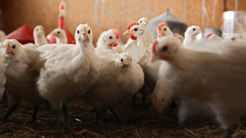 السلطات الفرنسية ستقوم بذبح الدجاج وتطهير البؤرة المكتشفة (غيتي)