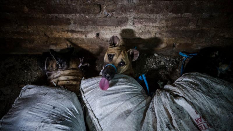 في إندونيسيا لا حظر على الصعيد الوطني لتجارة لحوم الكلاب (أرشيف-غيتي)