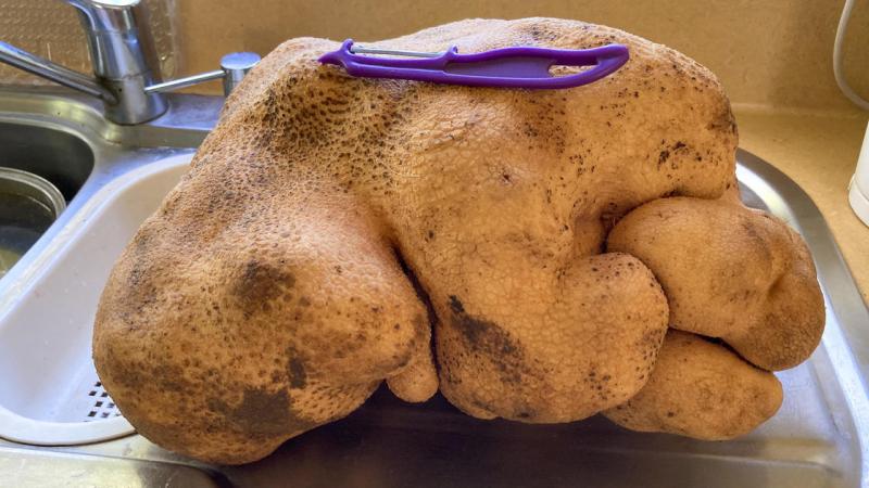 يبلغ وزن حبة البطاطا حوالي 7.9 كيلوغرامات