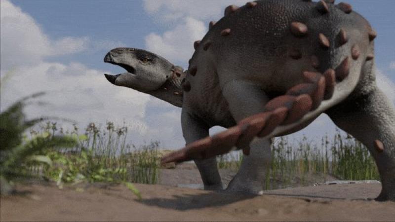 كان حجم "ستيغوروس" صغيرًا بالمقارنة بالديناصورات المدرعة الأخرى، إذ يبلغ طوله مترين (تويتر)