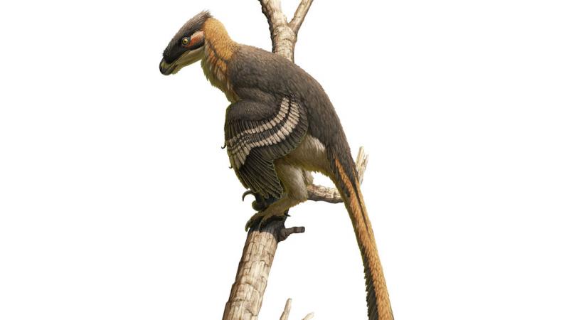 ينتمي الديناصور المكتشف إلى الطيور الجارحة 