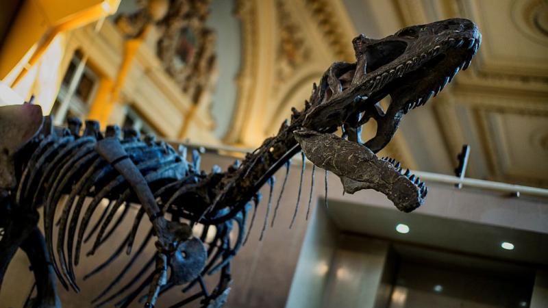 عُثر على آثار الديناصورات والعظام المتحجرة في منجم طيني مفتوح في بوركوفيتسه