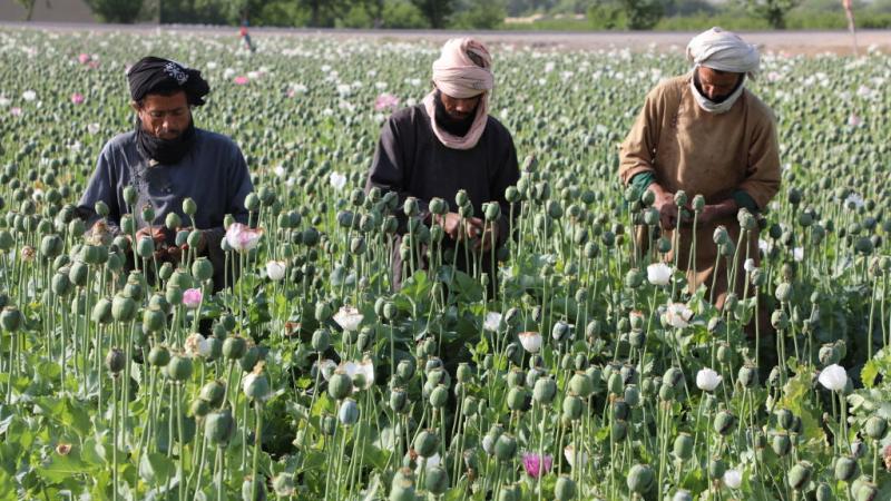 تحتل أفغانستان المرتبة الأولى عالميًا من حيث إنتاج الأفيون بنسبة تبلغ 85% - غيتي