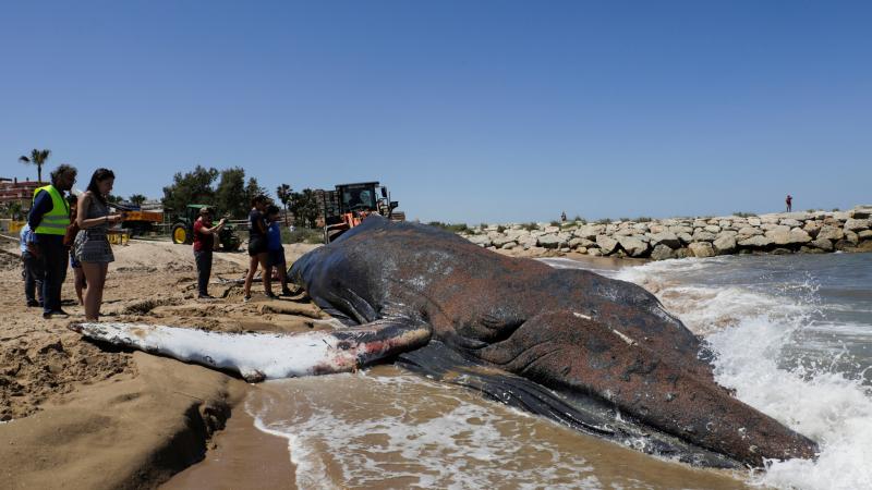 قرر مختصون أن الحيوان الضخم لن يظل على قيد الحياة إن عاد إلى البحر لينفق بعد ذلك بوقت قصير- رويترز
