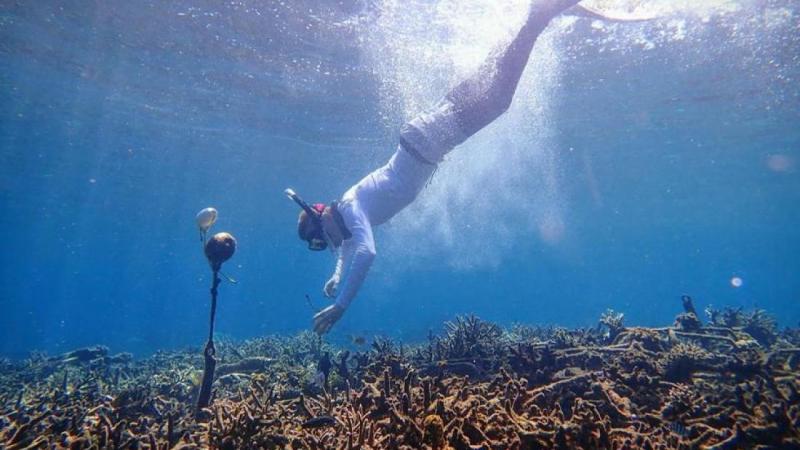 يأمل العلماء أن يساعد نظام الذكاء الصناعي مجموعات الحفاظ على البيئة على تتبع سلامة الشعاب المرجانية بشكل أكثر كفاءة 