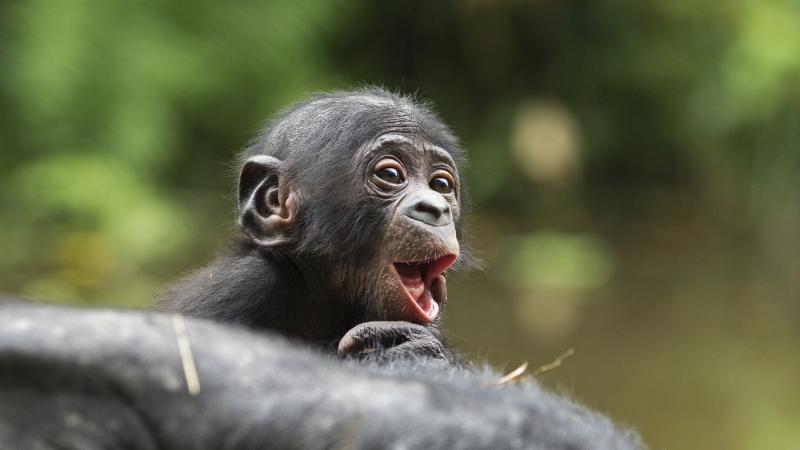 صغار الشمبانزي "المخطوفة" كان قد تم إنقاذها من الصيد غير القانوني والإتجار بها - أرشيفية غيتي