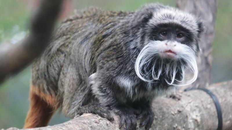 أوضحت حديقة دالاس أن قفص القردين بدا بوضوح متضررًا جراء فعل متعمد - تويتر