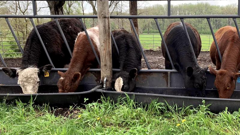 يؤدي مرض النزف الوبائي لدى الماشية إلى حمّى وفقدان للشهية وحالات عرج وضيق في التنفس- تويتر