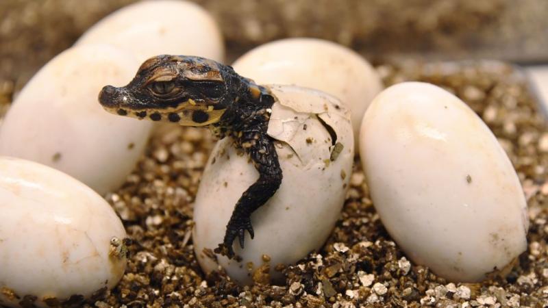 اكتشاف "ولادة عذرية" لتمساح في حديقة حيوان بكوستاريكا - غيتي