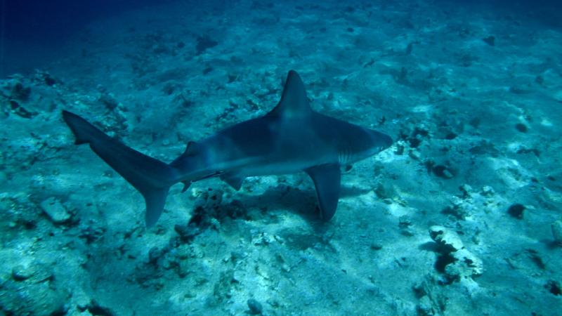 يحتضن البحر الأبيض المتوسط ما يقرب من 39 نوعاً من أسماك القرش 
