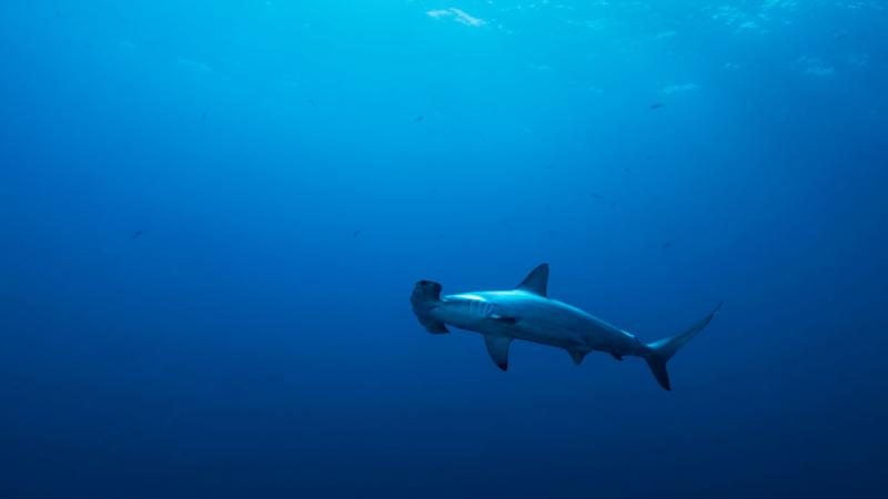 يفرض قرار المحكمة الدستورية على السلطات "اتخاذ كل التدابير الضرورية والمناسبة" لوضع حد لصيد أسماك القرش هذه