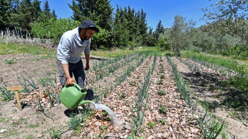 بدأت تداعيات تغير المناخ في التأثير بشكل مباشر على الزراعة وتوفر الغذاء والمياه ما يهدد الأمن الغذائي في تونس 
