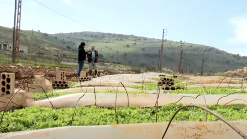  تزداد هواجس المزارعين في جنوب لبنان من خسارة موسم التبغ مع تواصل القصف الإسرائيلي 