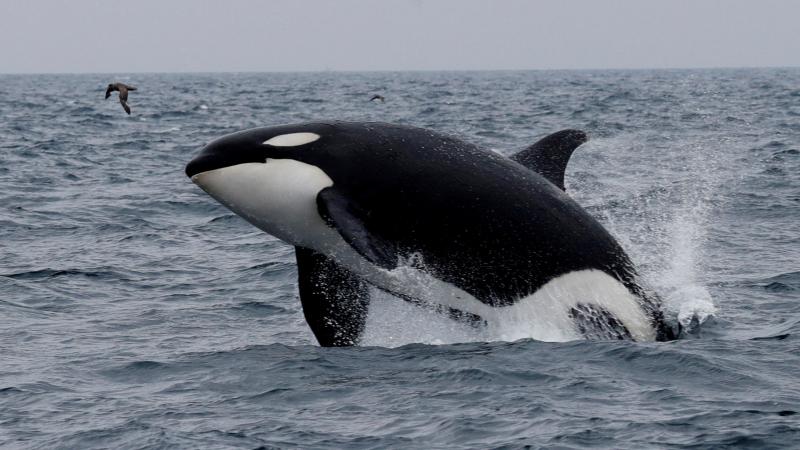 شدد الملك توهيتيا على أن منح الحيتان الوضع نفسه سيكون بمثابة عباءة حماية "لكنزنا" - رويترز