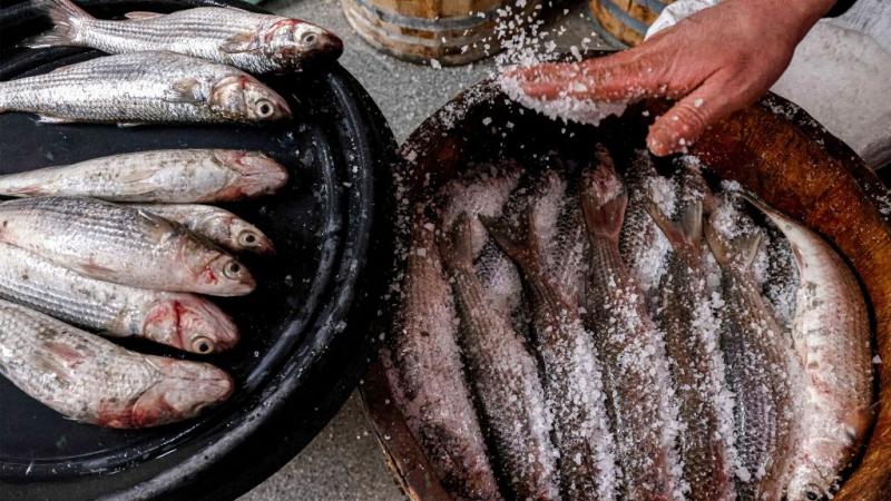 الفسيخ الذي يتناوله المصريون صباح عيد الفطر هو عبارة عن سمك من نوع البوري يتم تجفيفه وحفظه بالملح - غيتي